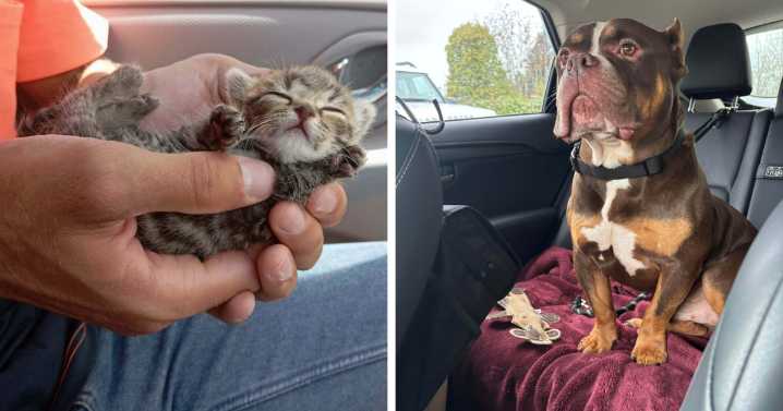 48 Adopted Pets That Are Already Chilling In Their New Homes