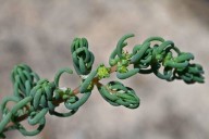 Can we create new inland seas to lower sea level rise? Interview with researcher Amir AghaKouchak