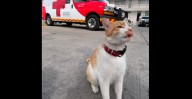 Cruzberto, gatito viral de la Cruz Roja Toluca, pierde la vida atropellado