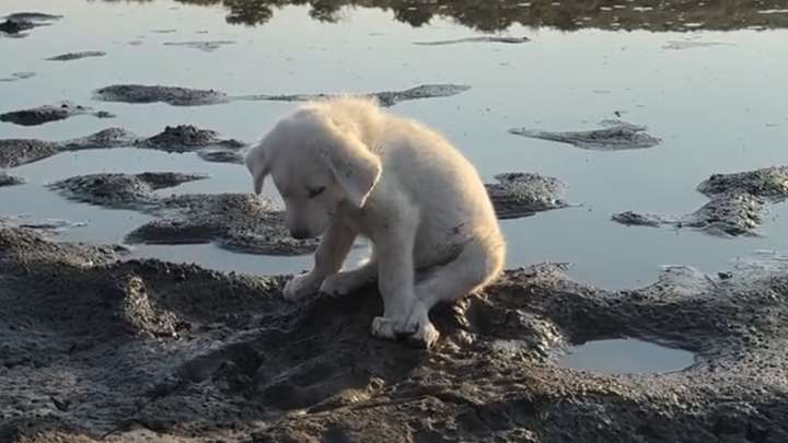 Florida Couple’s Hike Turns Into A Rescue Mission When They Spot A Puppy Who Nearly Gave Up