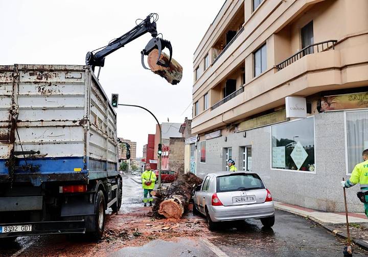 La borrasca Emilia se ensaña con los árboles de Las Palmas de Gran Canaria