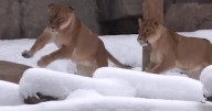 Lions caught on camera playing in first snow of the season