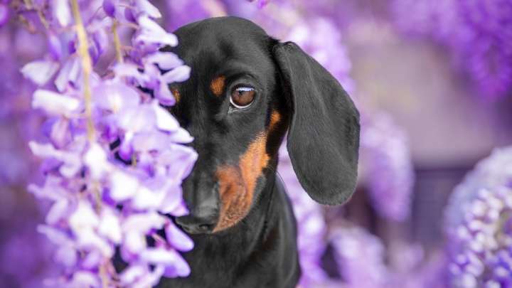 12 Common Plants To Avoid Putting In Your Garden If You Own Pets