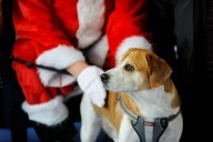 Grand Rapids veterinary service to host pet-friendly Santa meet and greet