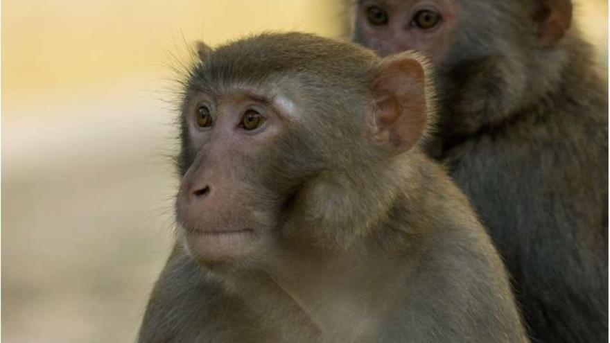 Los monos saben bailar y seguir el ritmo, con una ayuda de los Backstreet Boys