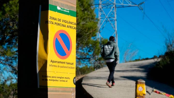 Cobra fuerza la hipótesis de que la peste porcina africana llegó a Cataluña en un bocadillo