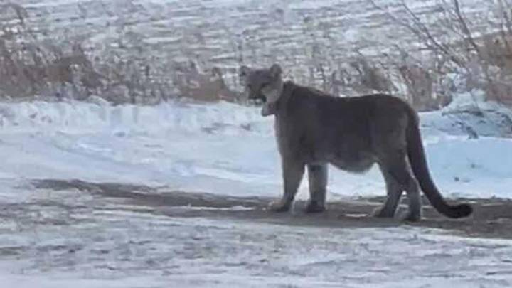 Mountain Lion Sighting in Duluth Prompts Schools to Take Security Measures