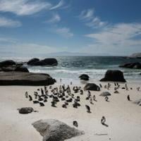 Study says African penguins starved en masse off South Africa