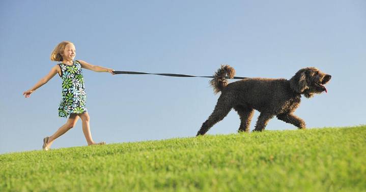 Borough ordinance could allow e-collars as option for animals