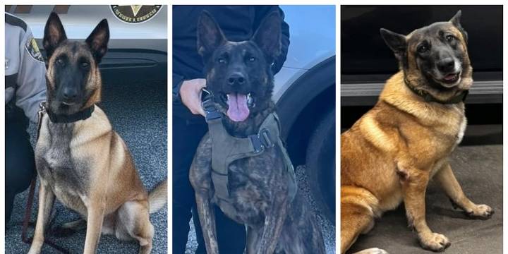 3 local K9s get donations of bullet, stab protective vests