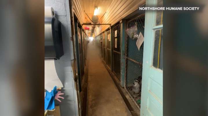 Fosters needed for dogs displaced by fire at Northshore Humane Society’s biggest kennel