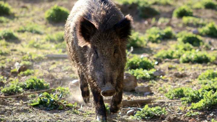 Ascienden a 13 los positivos por peste porcina africana en la provincia de Barcelona