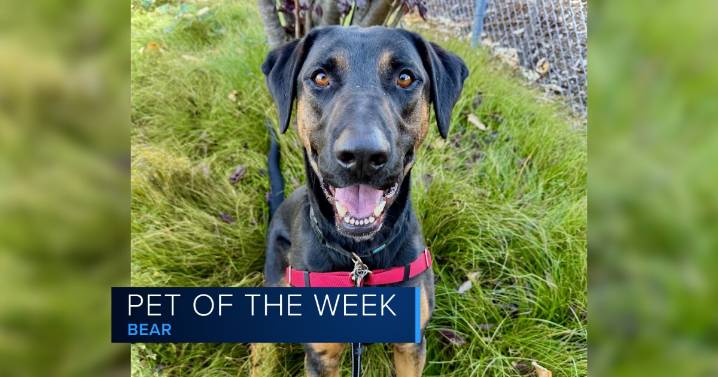 Our Pet of the Week, Bear, is a sweet shepherd looking for his forever home
