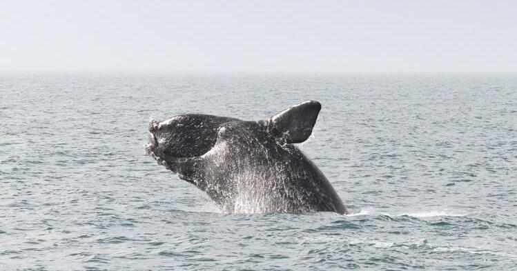 North Atlantic right whale calves being spotted off SC