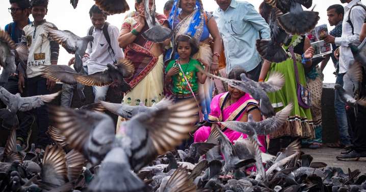 A ban on feeding pigeons ruffles lots of feathers in Mumbai