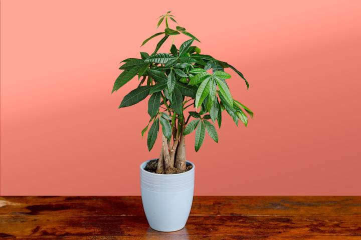 How to Care for a Money Tree So It Thrives Indoors