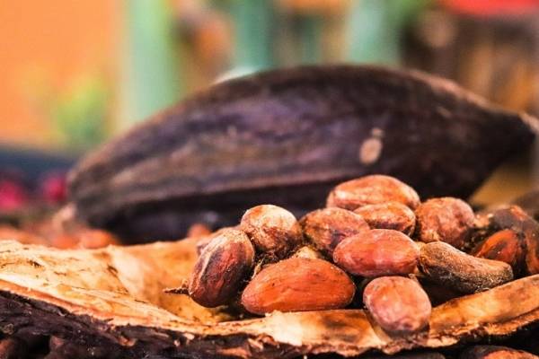 Bolívar concentra el 50% de las hectáreas destinadas al cultivo de cacao en el país