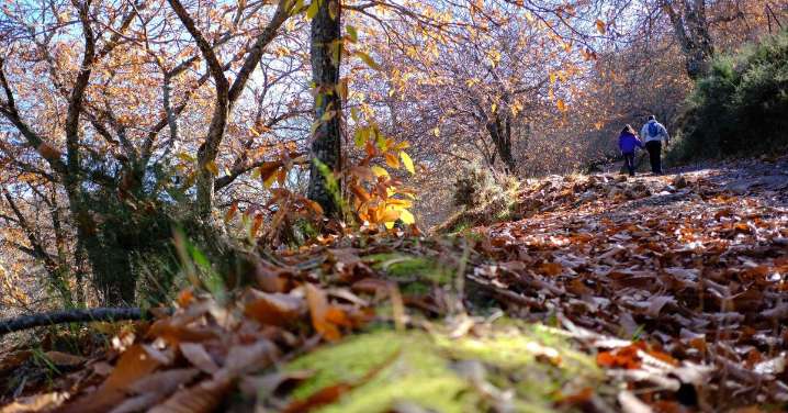 El Bosque de Cobre de Málaga, en imágenes