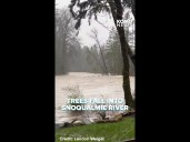 Trees fall into Snoqualmie River during flooding surge