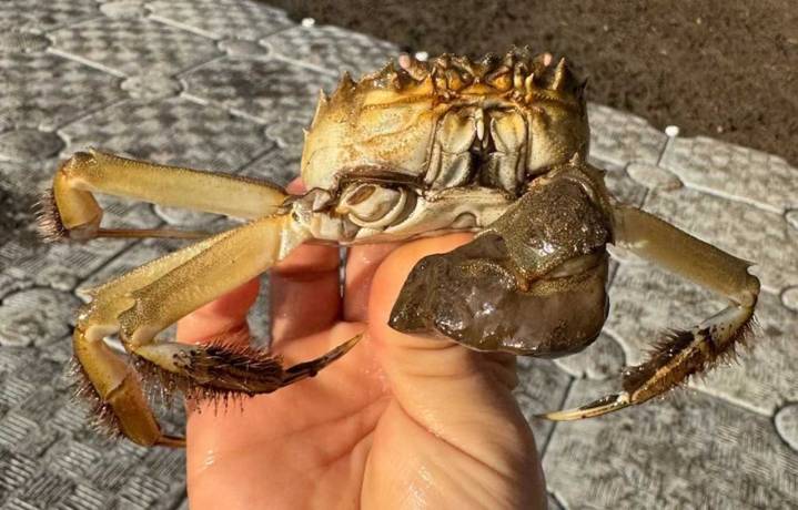 Illegal Food Trade Fears Grow in Oregon After Invasive Chinese Mitten Crabs Turn Up in the Willamette River
