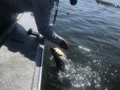 Oregon anglers revive fight over Columbia River barbless hook policy