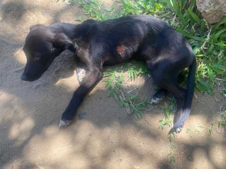 La PER actúo en la constatación de un perro maltratado y la fiscal ordenó su secuestro y entrega a Conciencia Animal