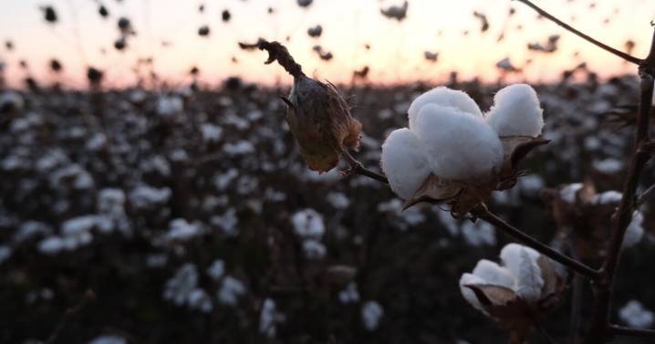 With federal relief on the horizon, Black farmers worry it won't come soon enough