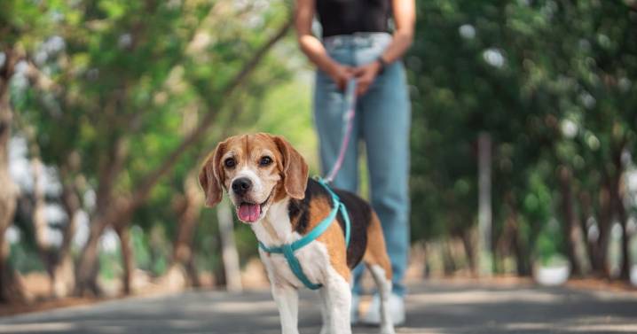 Vet warns dog owners of bad 'habit' in pets due to winter 'change'