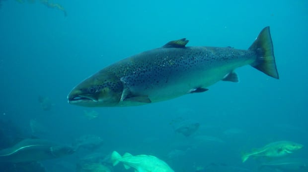 Warm waters factor into continued declining salmon returns: DFO