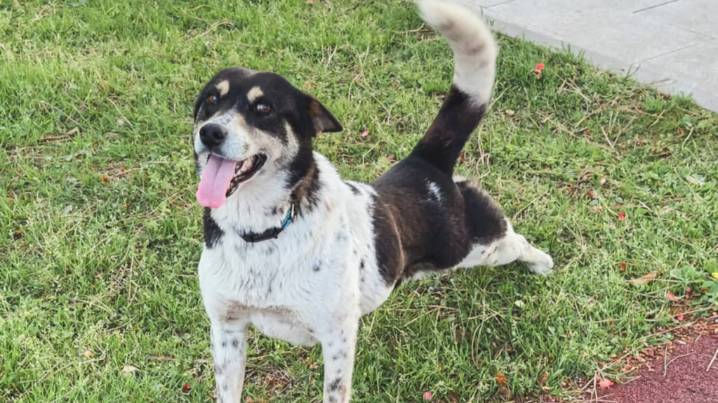 Qué significa que tu perro se “estire” frente a vos apenas llegás, según expertos