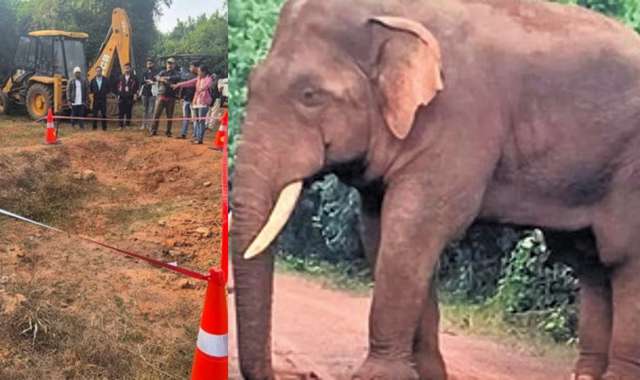 Iconic Tusker Ramu’s Skeleton Successfully Recovered for Preservation in Odisha