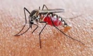 Dengue: entregaron repelentes en la plaza España de 7 y 66