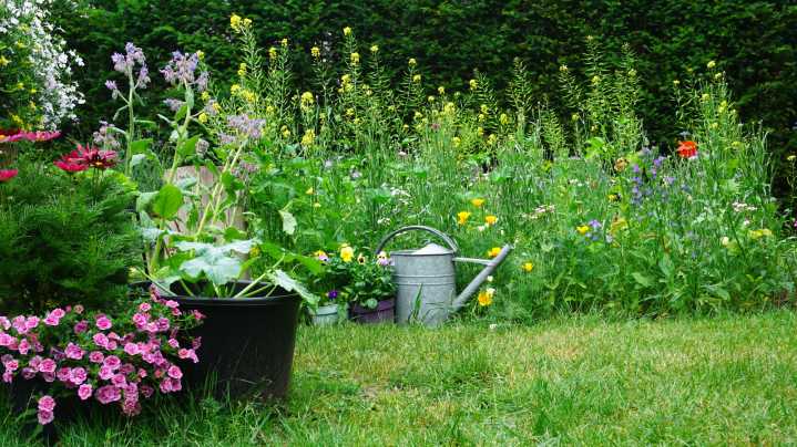 The Flower You Should Be Planting In Fall For Stunning Blooms Come Spring