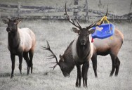 Elk found with swing tangled in antlers in Haywood County
