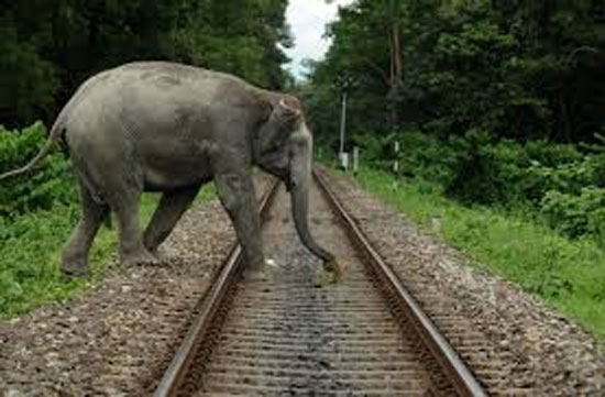 Indian Railways expands AI systems to protect elephants and boost safety measures