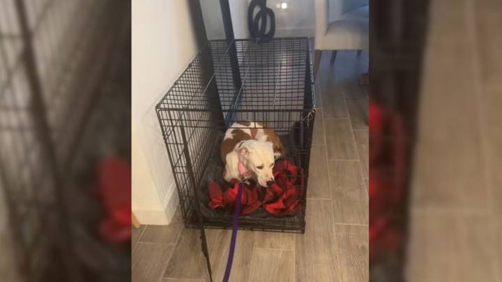 Dog’s First Experience Of Love In Florida Sparks Viral Moment Across The Internet