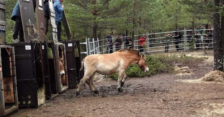 Un animal que creíamos perdido vuelve a Castilla
