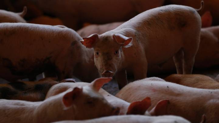 ¿Qué va a pasar con los precios de la carne en Cataluña por la Peste Porcina Africana?