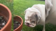Bulldog Saved From Euthanasia After A California Vet Refuses Owner’s Request