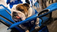 Griff II, Drake University's live mascot, retiring next year