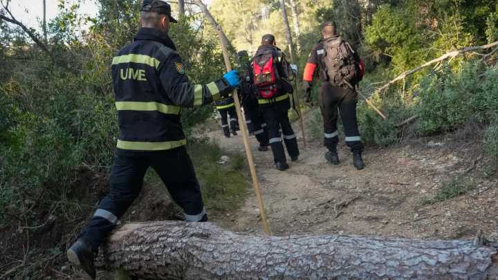 Hallan 50 jabalís muertos en la zona de Barcelona afectada