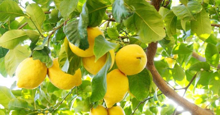 Cómo acelerar el crecimiento de tu limonero en un mes: truco fácil y rápido
