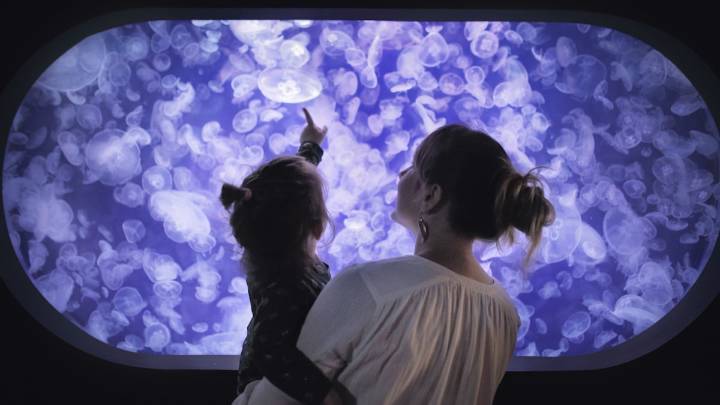 Forget tiger parenting - jellyfish parenting is the 'indulgent' approach to raising the next generation