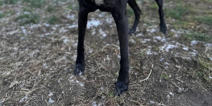 TJO partnering with MSPCA for holiday