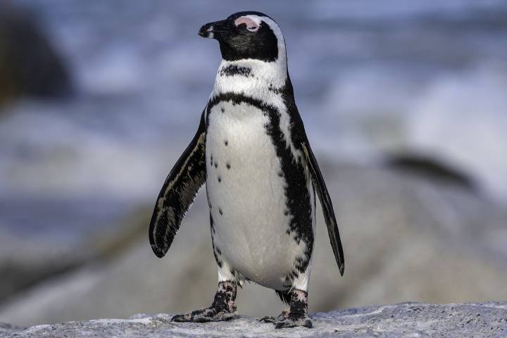 60,000 Penguins Died on 2 Remote Islands. Scientists Think They Know the Reason Why