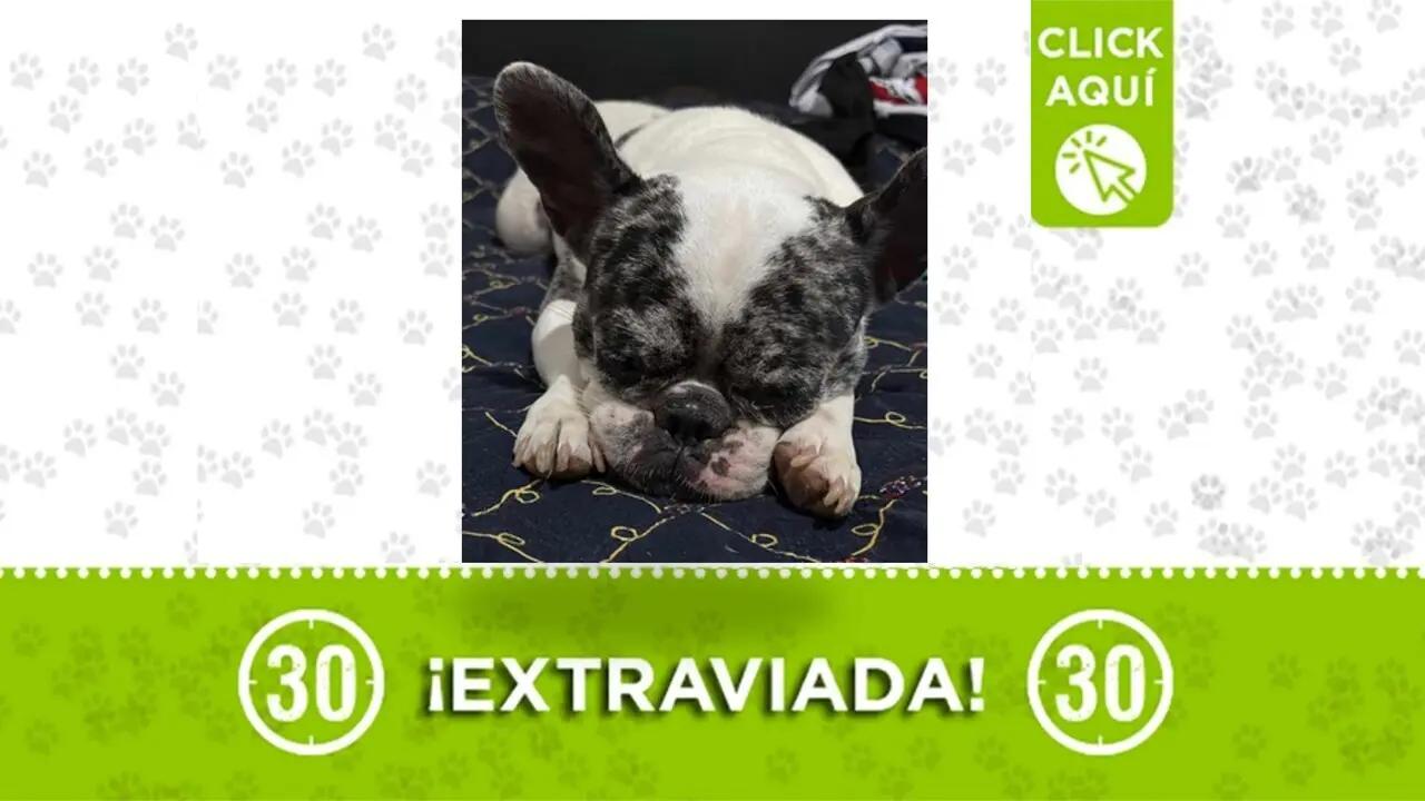 Alana, una hermosa bulldog francés se perdió por San Blas: Su familia la busca