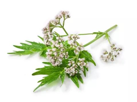 5 plantas y principios activos para el sueño