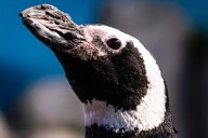 John Ball Zoo’s annual ‘Penguin Palooza,’ ensures colony’s clean bill of health