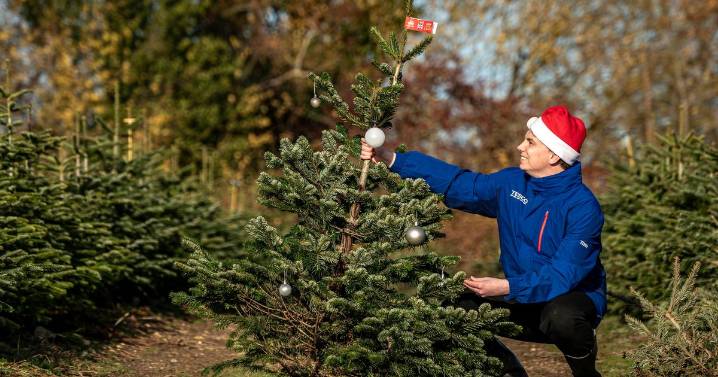 Tesco giving away hundreds of free Christmas trees this weekend