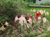Amaryllis can be grown outdoors with some winter care involved
